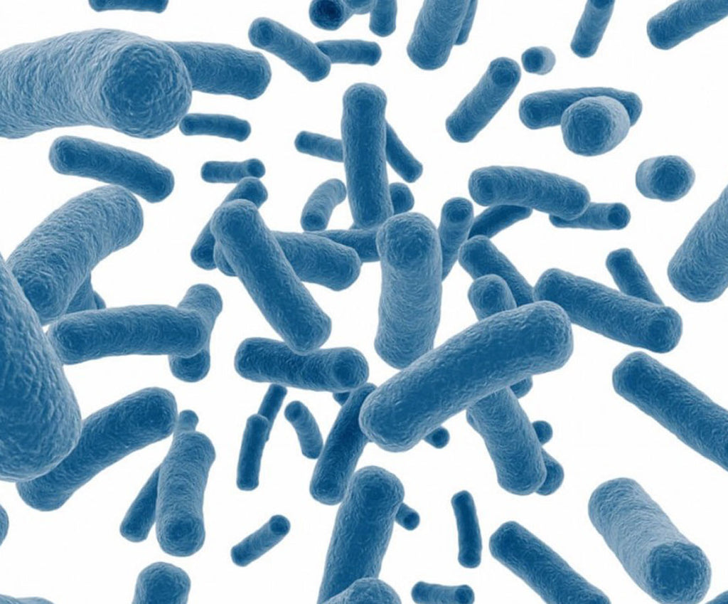 פרוביוטיקה: החיידקים הטובים
